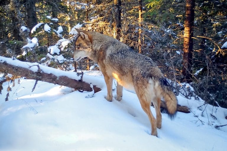 Fauna Carpaților iarna – urme și povești din zăpadă Fauna Carpaților iarna – urme și povești din zăpadă