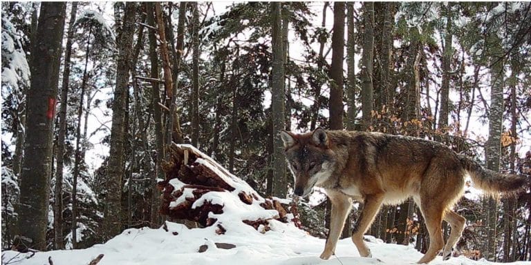 Lupi și râși în Carpați – supraviețuitorii ascunși ai pădurii Lupi și râși în Carpați – supraviețuitorii ascunși ai pădurii